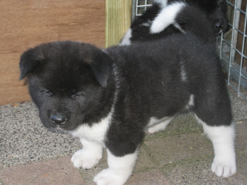 Puppies